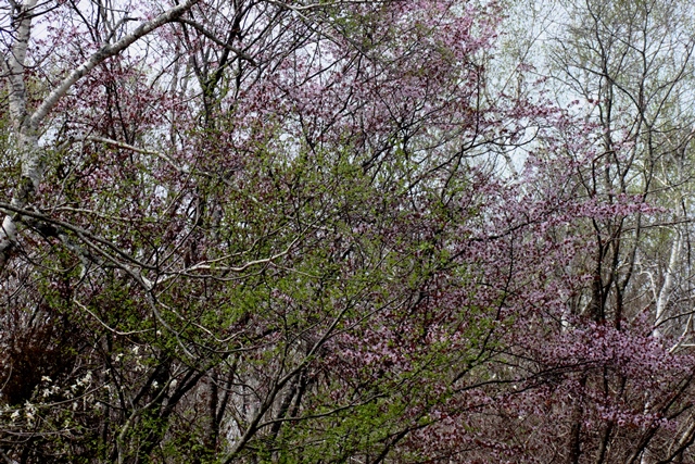 f:id:bihorokiyoshi:20200517075146j:plain