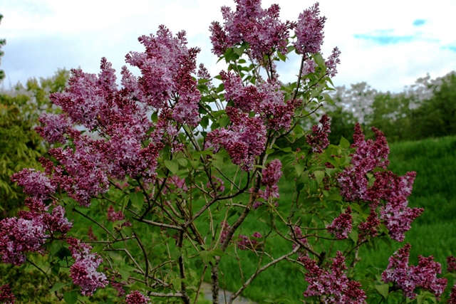 f:id:bihorokiyoshi:20200518064740j:plain