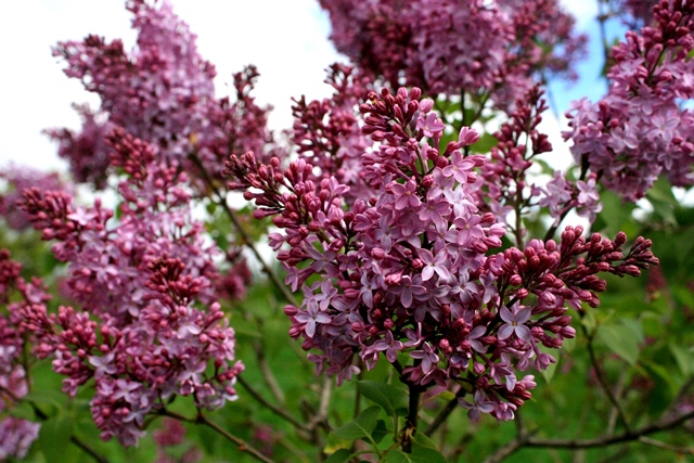 f:id:bihorokiyoshi:20200518064820j:plain