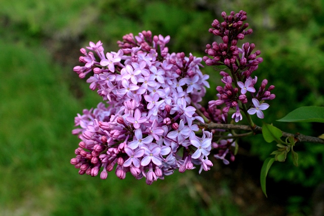 f:id:bihorokiyoshi:20200518064850j:plain