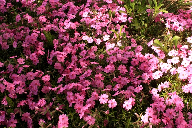 f:id:bihorokiyoshi:20200521081630j:plain