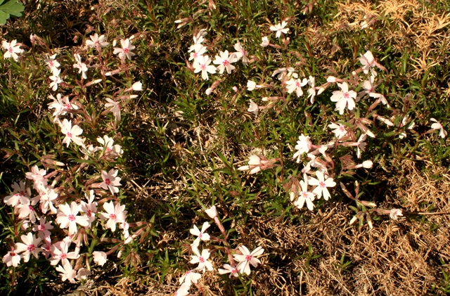 f:id:bihorokiyoshi:20200521081654j:plain