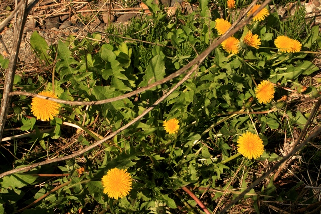 f:id:bihorokiyoshi:20200523071358j:plain