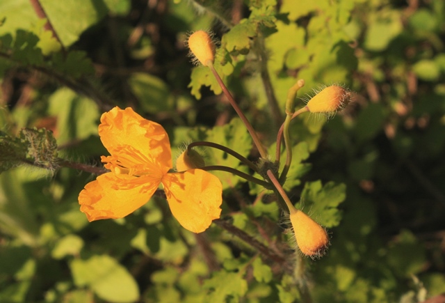 f:id:bihorokiyoshi:20200523071420j:plain