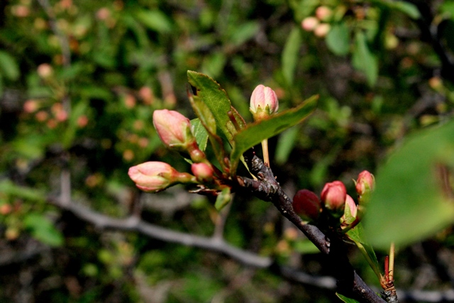 f:id:bihorokiyoshi:20200527055047j:plain