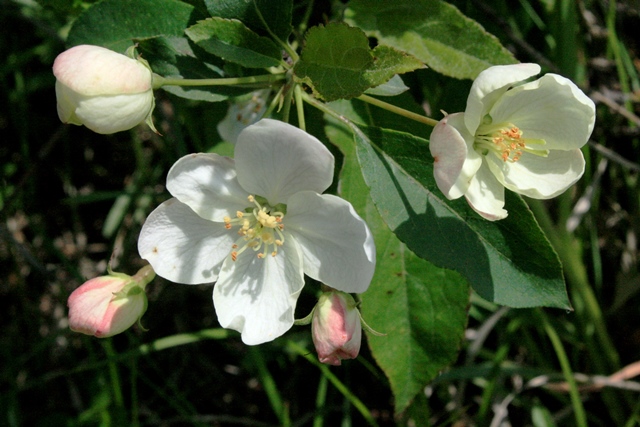 f:id:bihorokiyoshi:20200527055110j:plain