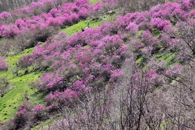 f:id:bihorokiyoshi:20200528075129j:plain