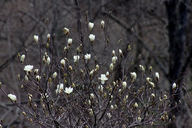 f:id:bihorokiyoshi:20200528075252j:plain