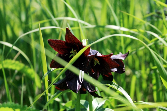 f:id:bihorokiyoshi:20200609055942j:plain