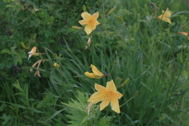 f:id:bihorokiyoshi:20200625071340j:plain