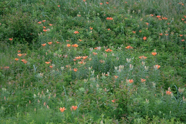 f:id:bihorokiyoshi:20200625071401j:plain