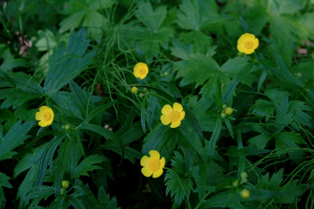 f:id:bihorokiyoshi:20200626053907j:plain