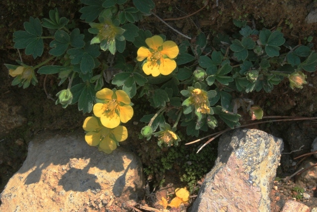 f:id:bihorokiyoshi:20200708045019j:plain