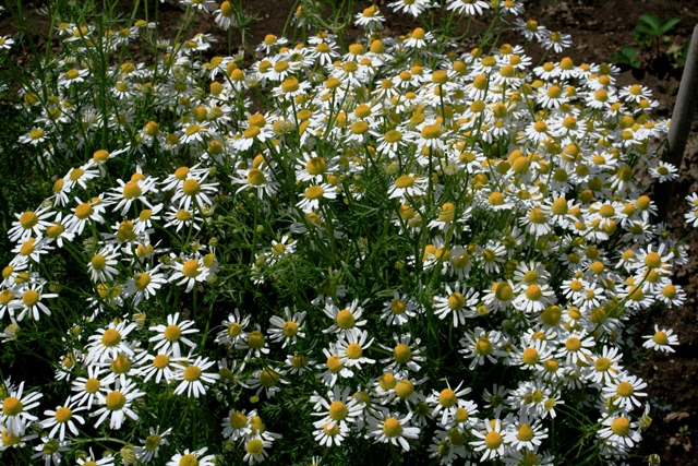 f:id:bihorokiyoshi:20200713041544j:plain