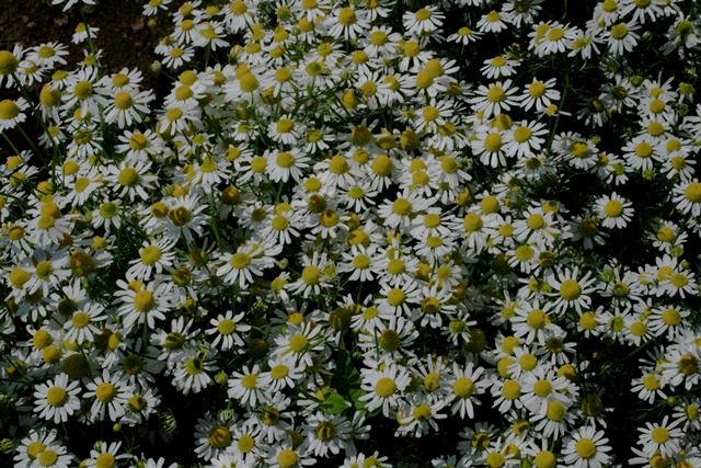 f:id:bihorokiyoshi:20200713041557j:plain