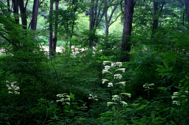 f:id:bihorokiyoshi:20200718050051j:plain