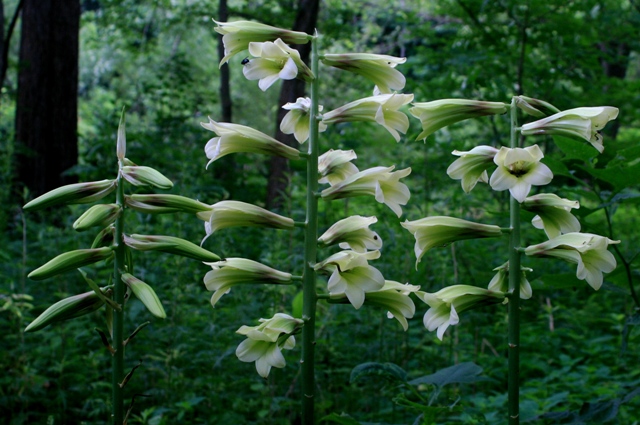 f:id:bihorokiyoshi:20200718050125j:plain