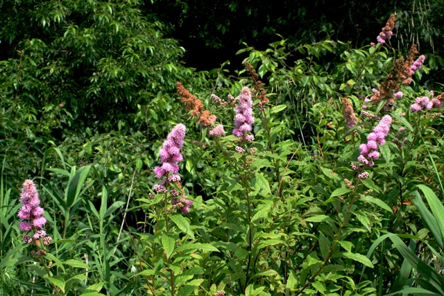 f:id:bihorokiyoshi:20200802055012j:plain