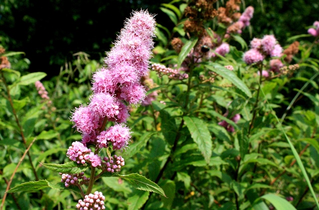 f:id:bihorokiyoshi:20200802055102j:plain