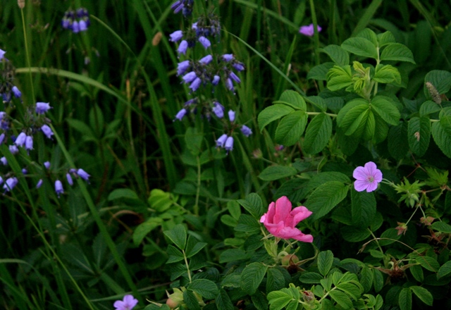 f:id:bihorokiyoshi:20200818053749j:plain