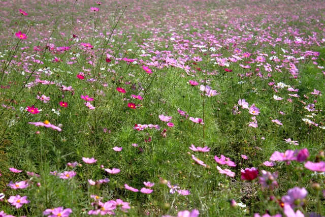 f:id:bihorokiyoshi:20200824073322j:plain