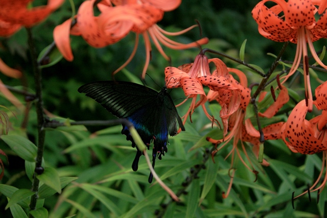 f:id:bihorokiyoshi:20200902054931j:plain