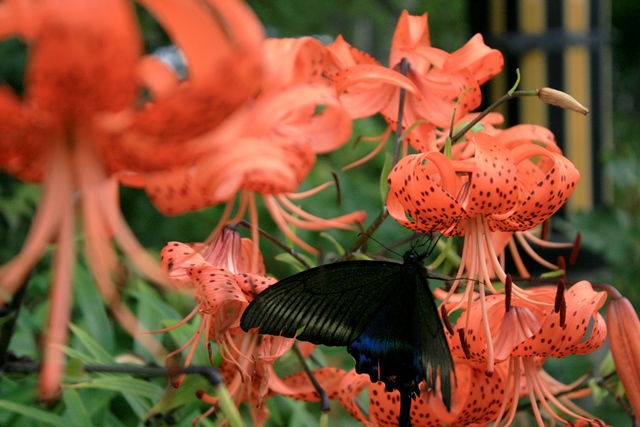 f:id:bihorokiyoshi:20200902054952j:plain