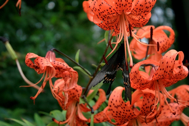 f:id:bihorokiyoshi:20200902055012j:plain