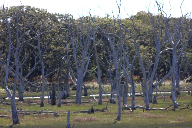 f:id:bihorokiyoshi:20200908071623j:plain