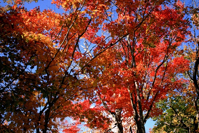 f:id:bihorokiyoshi:20201009064240j:plain