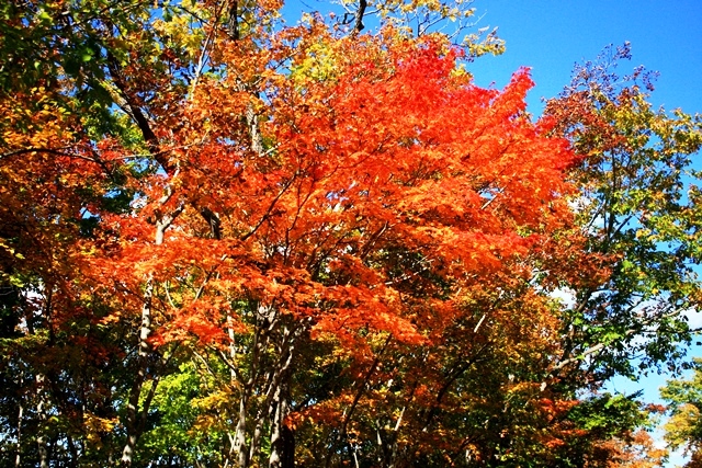 f:id:bihorokiyoshi:20201009064300j:plain