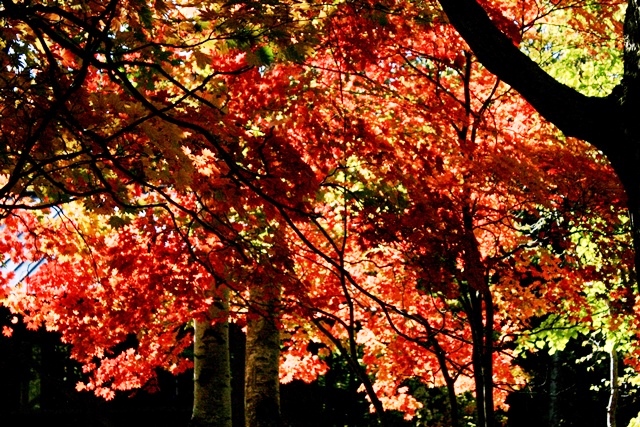 f:id:bihorokiyoshi:20201009064425j:plain