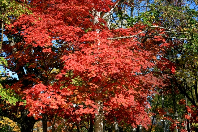 f:id:bihorokiyoshi:20201009064542j:plain