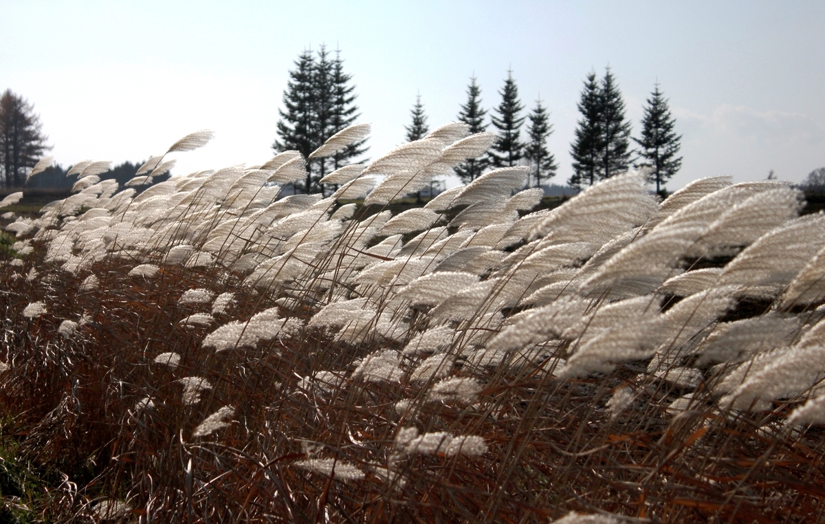 f:id:bihorokiyoshi:20201114063652j:plain