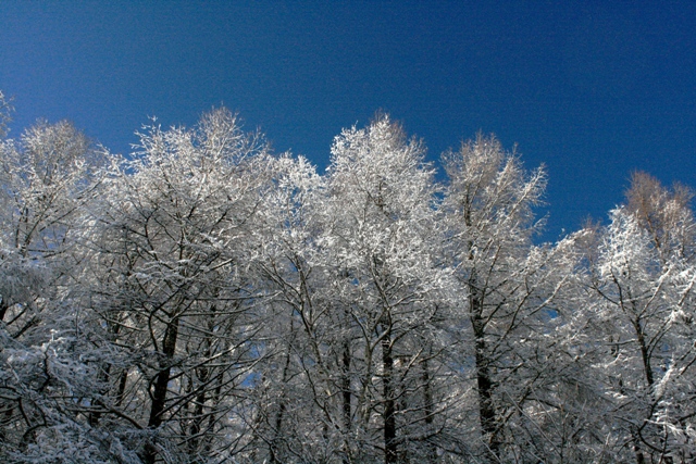 f:id:bihorokiyoshi:20201122064501j:plain