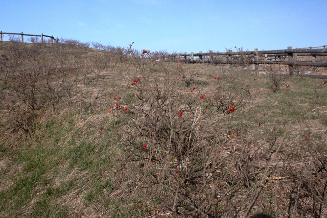 f:id:bihorokiyoshi:20201205063606j:plain