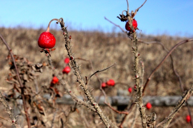 f:id:bihorokiyoshi:20201205063629j:plain