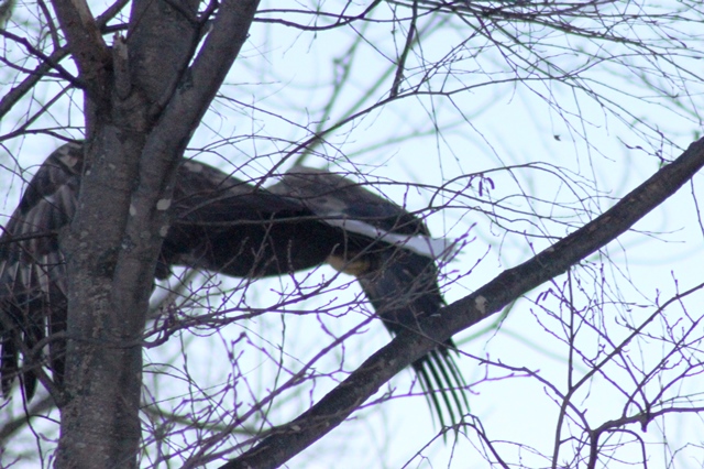 f:id:bihorokiyoshi:20201215075845j:plain