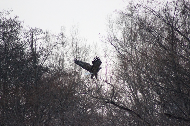 f:id:bihorokiyoshi:20201215075906j:plain