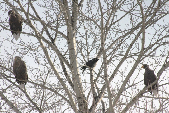 f:id:bihorokiyoshi:20210111065458j:plain