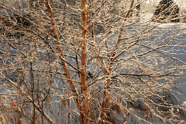 f:id:bihorokiyoshi:20210129074016j:plain