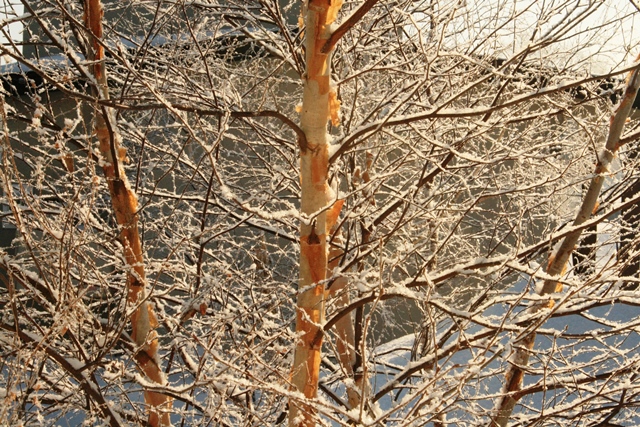 f:id:bihorokiyoshi:20210129074033j:plain