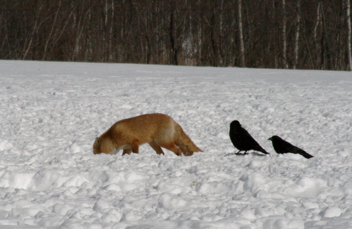 f:id:bihorokiyoshi:20210209053046j:plain