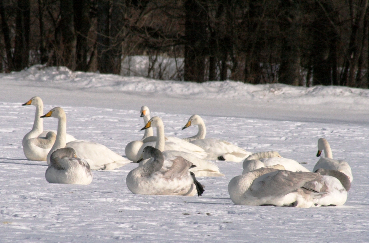 f:id:bihorokiyoshi:20210209053136j:plain