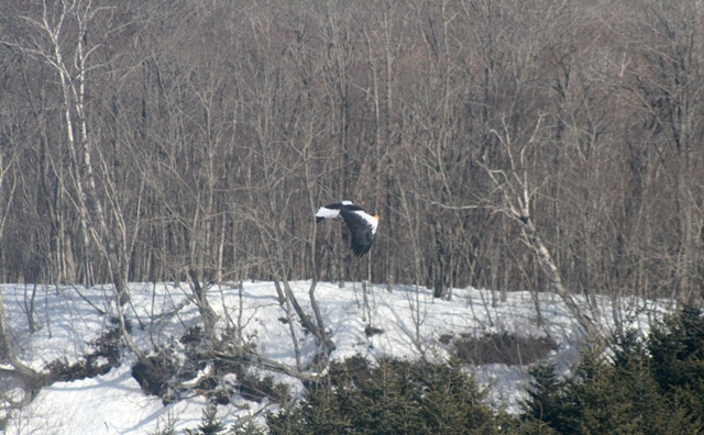 f:id:bihorokiyoshi:20210210061200j:plain