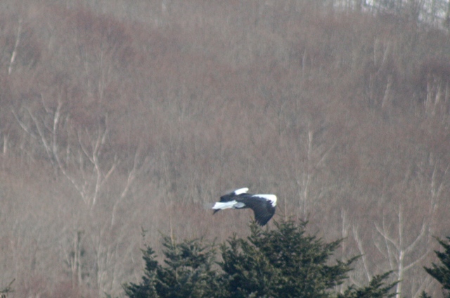 f:id:bihorokiyoshi:20210210061219j:plain