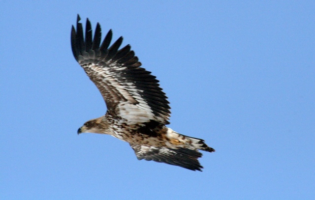 f:id:bihorokiyoshi:20210210061246j:plain