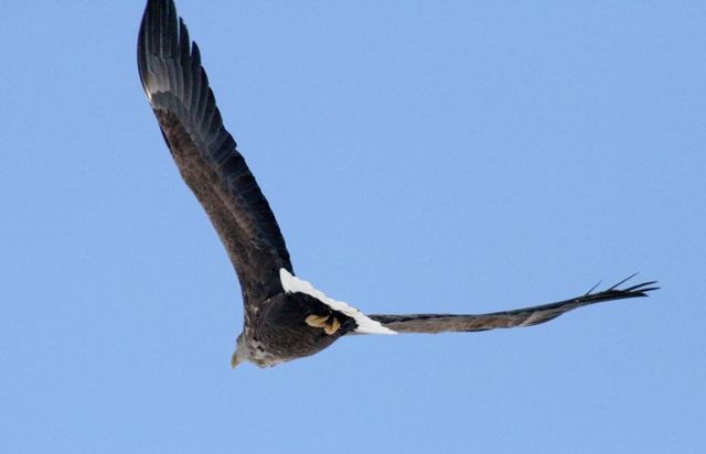 f:id:bihorokiyoshi:20210210061308j:plain