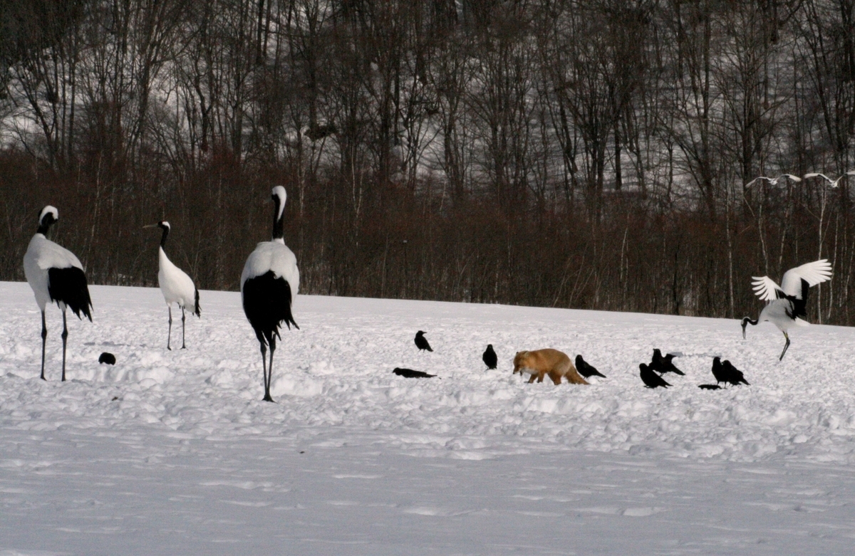 f:id:bihorokiyoshi:20210211075817j:plain