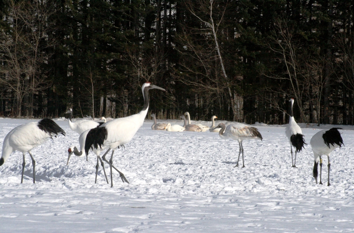 f:id:bihorokiyoshi:20210211075840j:plain